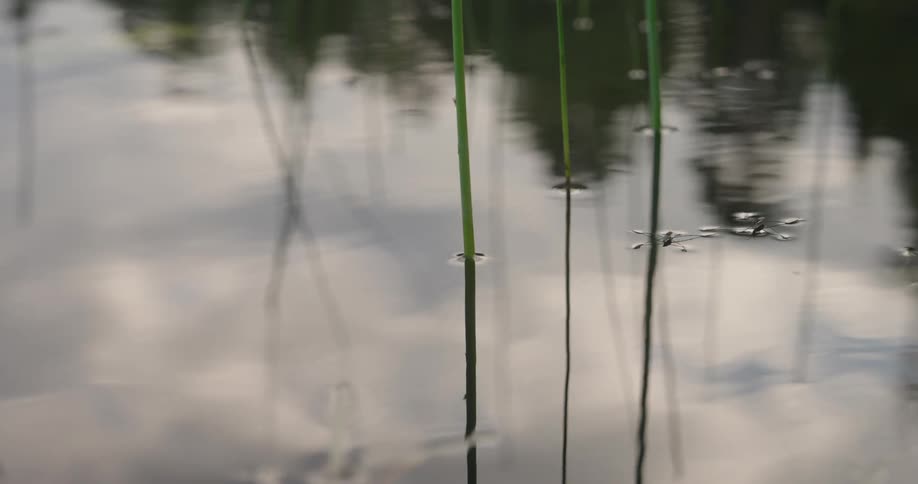 Close up of a lake with plants reflecting the sky