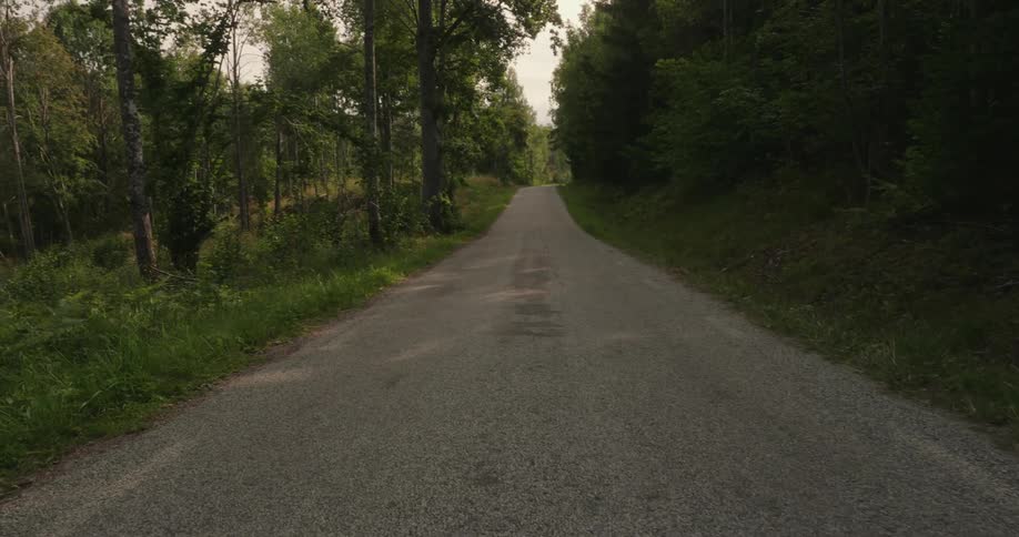 Narrow road surrounded by a dancing forest