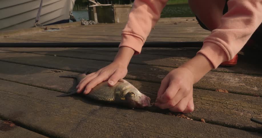 Boy removes fish hook from fish while holding it down against the wooden dock