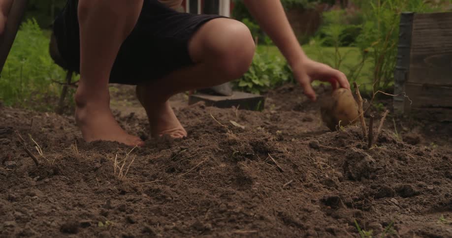 A child digs in the dirt and pulls out potatoes