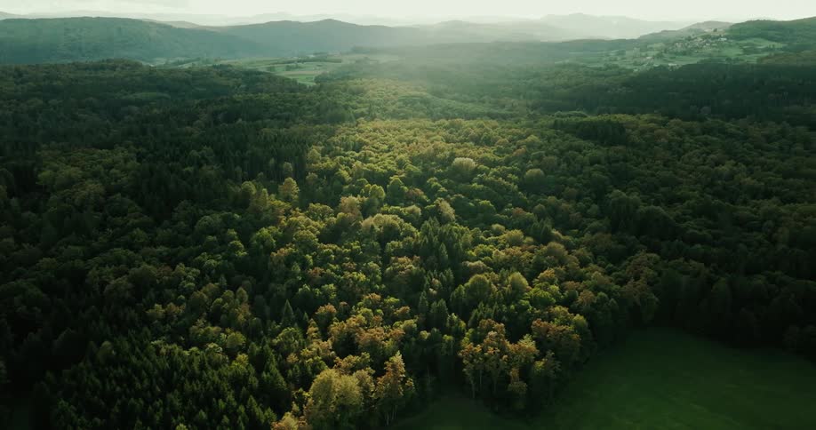 An aerial view of a dense forest with varying shades of green sunlight illuminating the treetops