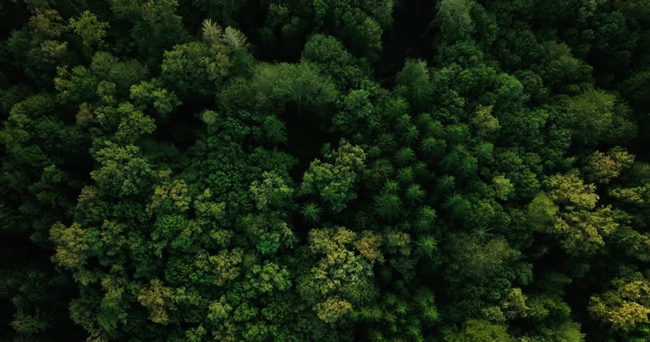 Top down aerial view of a forest
