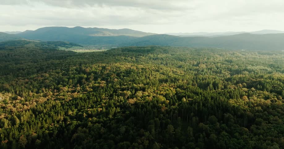 Aerial of a dense evergreen forest on a partly cloudy autumn day