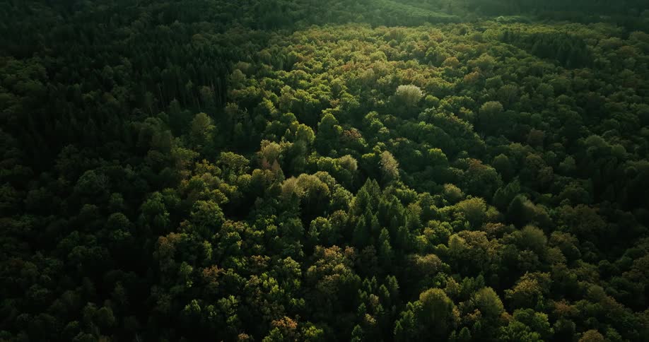 An aerial view of a large forest