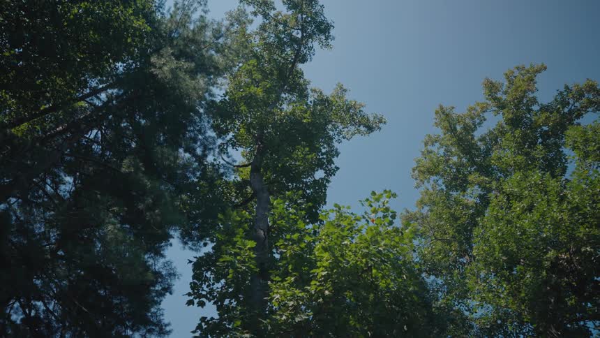 Upward view of trees against a blue sky
