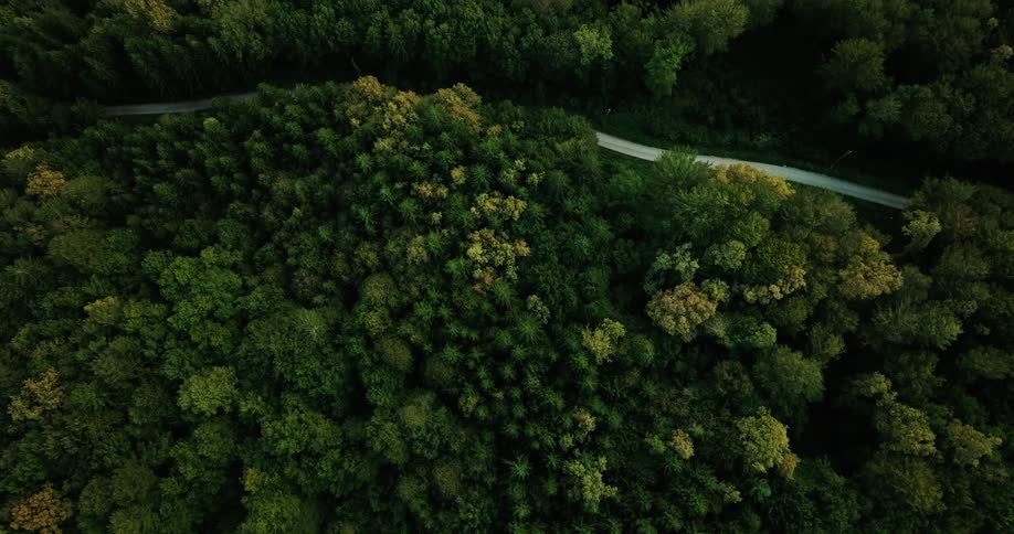 Top down view of a rural road running through a dense forest and past a flat grassy plain