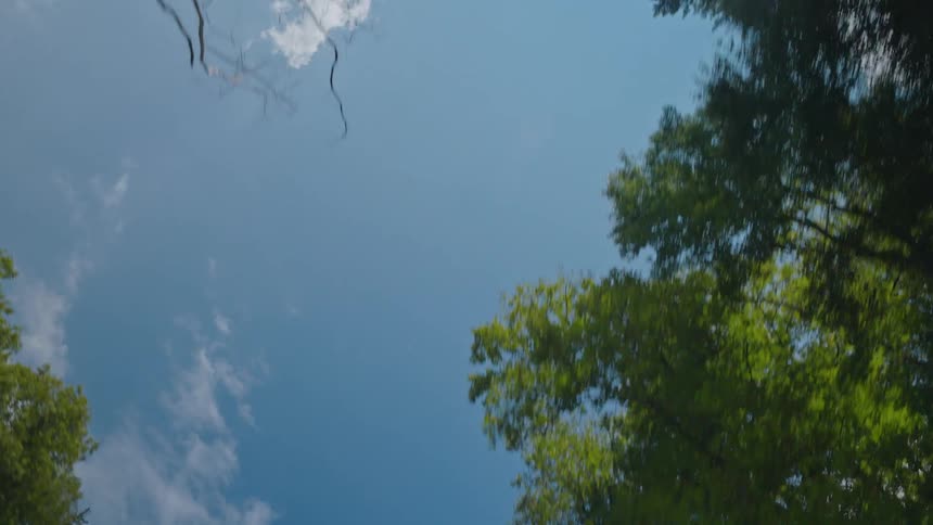 The sun shines in through the trees
