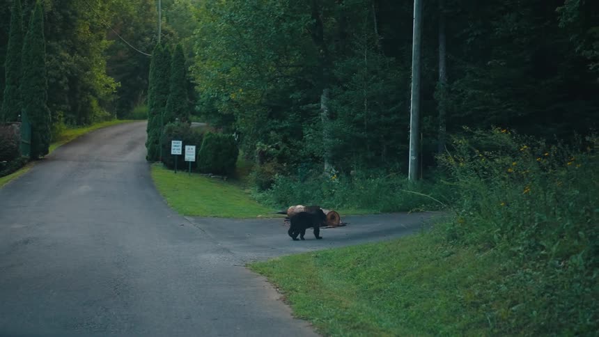A black bear walks across the street in a rural neighborhood on a summer day
