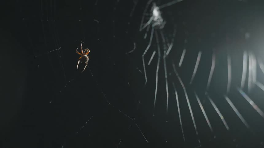 Closeup of a spider crawling up a spider web