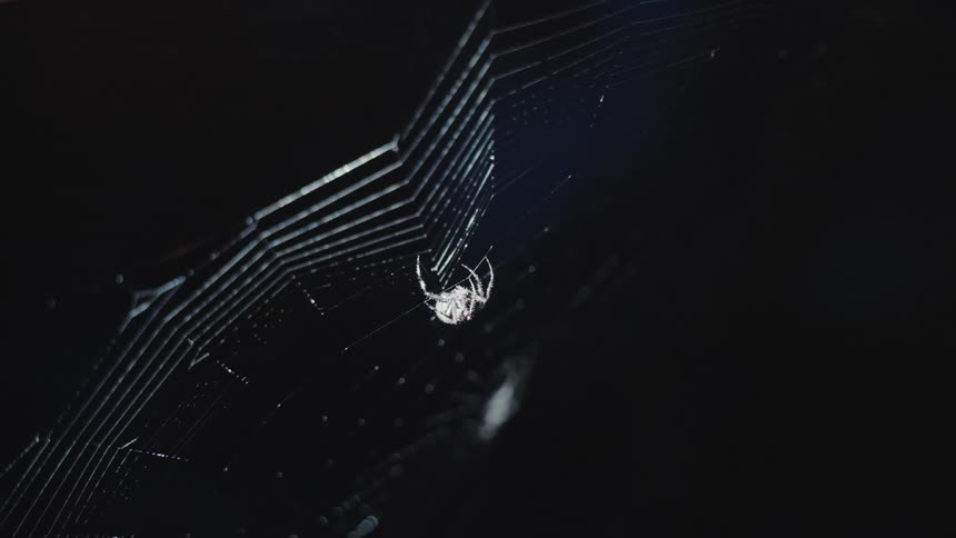 Spider climbing its web