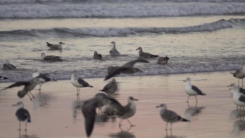 Seagulls gather at the beach some standing in shallow water while others fly above