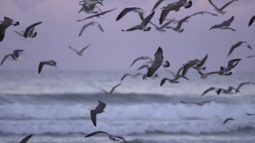 A group of seagulls are flying in the air above an ocean