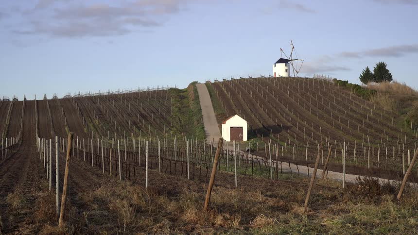 Vineyard in the foreground with a traditional windmill on top of a hill in the background