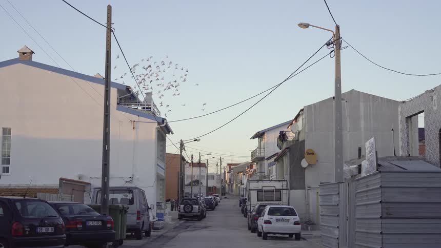 A flock of birds fly over the homes