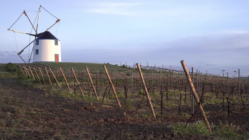 Traditional windmill on top of a hill with a vineyard in the foreground