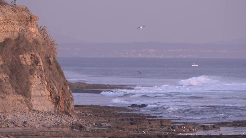 Birds fly over the waves on the beach
