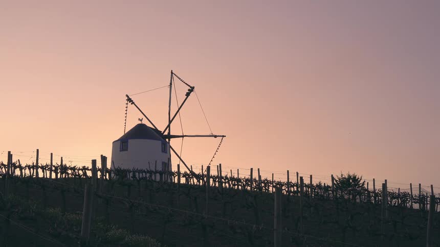 Windmill silhouetted against a twilight sky partially hidden by a vineyard trellis system
