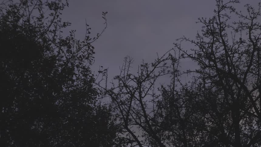 grey_day_01_foliage_silhouettes