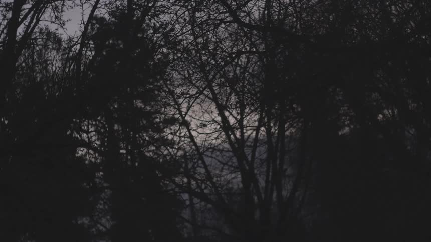 grey_day_06_foliage_silhouettes_02