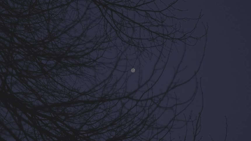 grey_day_02_trees_planet_venus