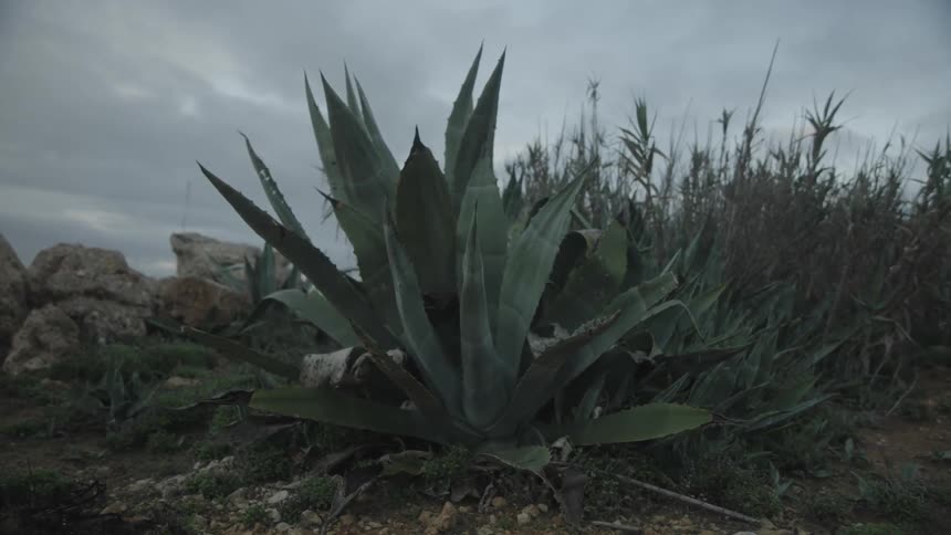 Green plants on a soil against a cloudy sky