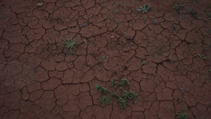 Several weeds grow and sprout in extremely dry and cracked soil