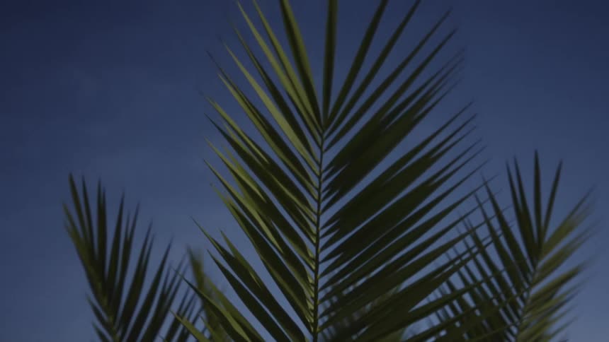 Fronds blown gently in the breeze under a blue sky