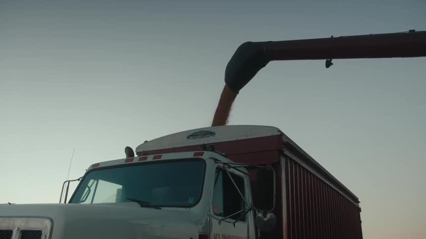 A harvester dumps grain into a waiting truck on a farm
