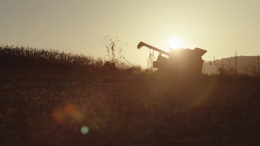 Machine collecting grains in a field with a golden sun on the horizon