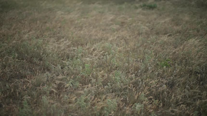 Field with reed moving through the air