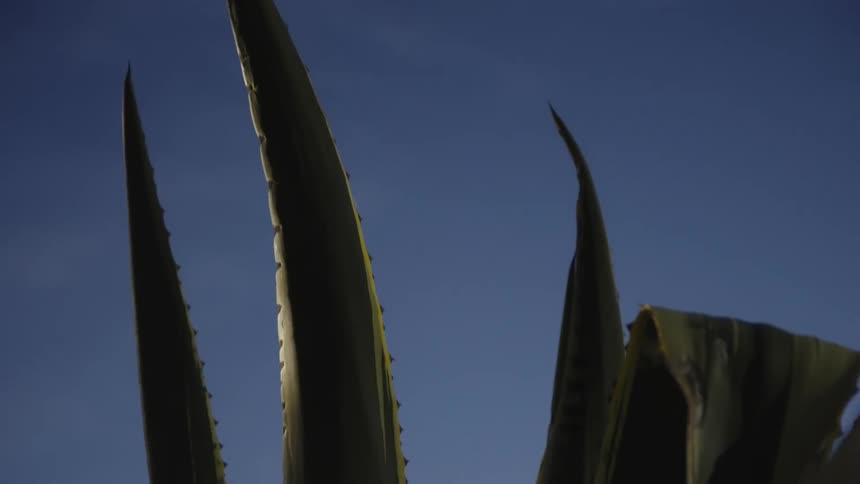 Close up of a green plant against a blue sky