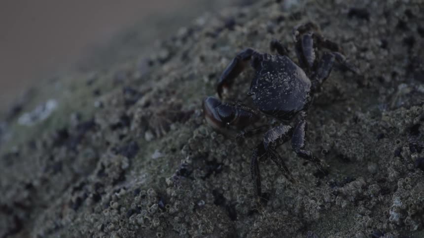 A black crab crawls over a rock on a beach
