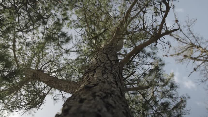 A view looking up the trunk of a pine tree with branches extending outwards