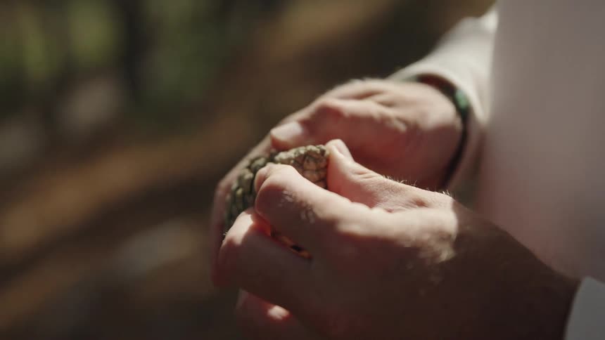 Hands of a person holding a pine cone