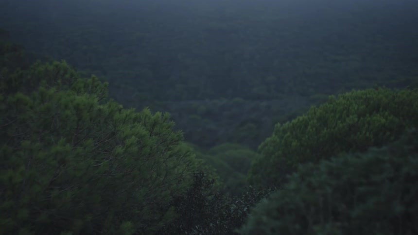 Landscape of a green forest on a mountain