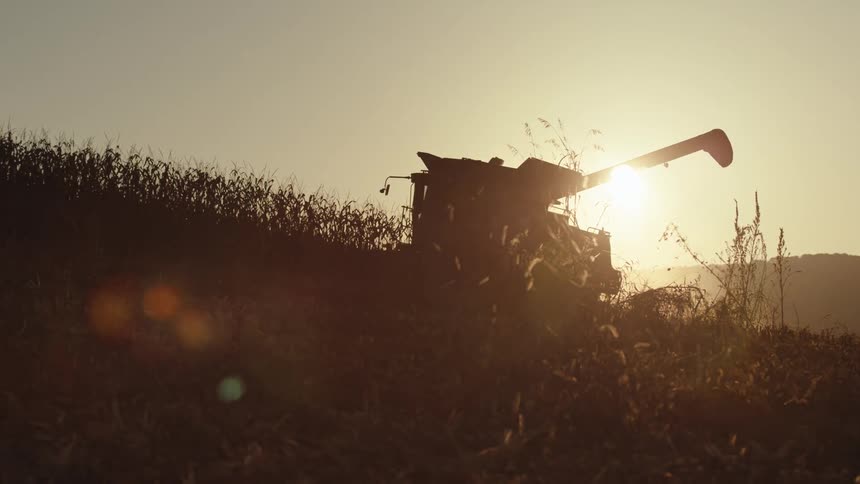 Machine collecting grains in an agricultural field with the sun on the horizon