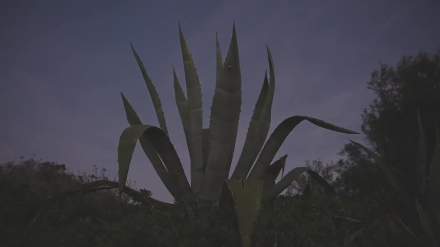 A large agave plant with long pointed leaves against a dusky sky