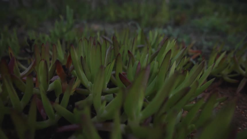 Close up of small flowers and green plants