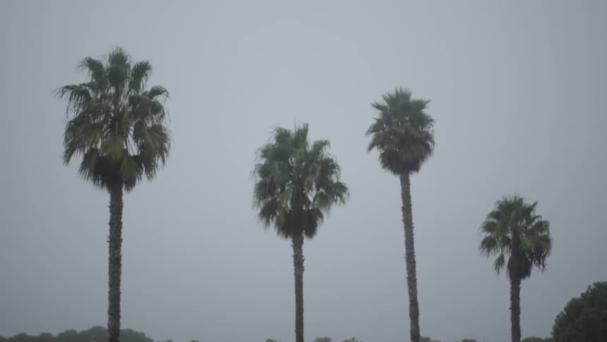 Moving view of palm trees across the city on a cloudy day