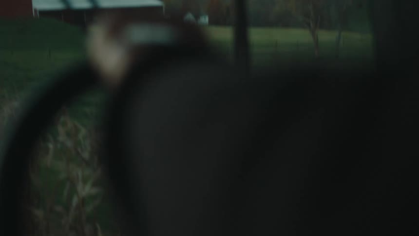 A man drives a combine harvester through a field passing by a black cow in the morning