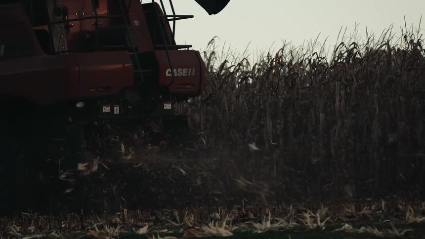 Rear view of a combine harvester moving through a cornfield