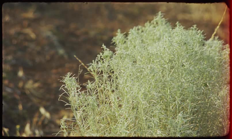 Closeup of a bush with thin elongated leaves