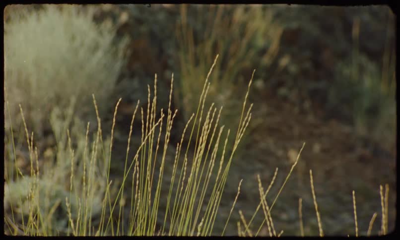Some tall blades of grass moving in the wind