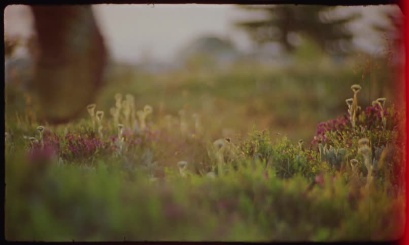 Jogger runs through a field of wildflowers on a summer day