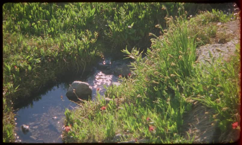 Small stream surrounded by green vegetation and some red flowers with sunlight reflecting on the water