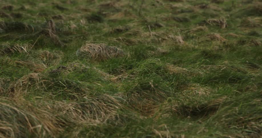 A closeup of a persons lower legs running against a grassy terrain