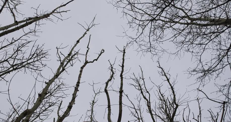 Leafless trees contrast with an overcast sky