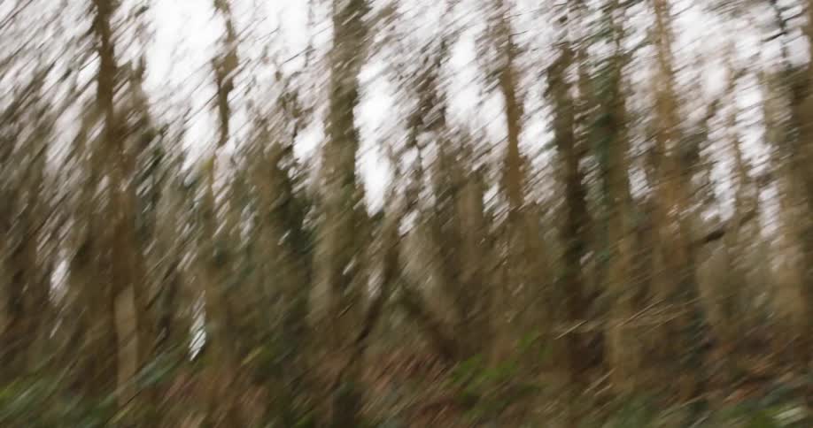 A forest of very thin and small trees with predominantly brown in color