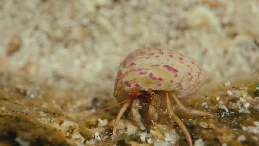 A hermit crab is feeding on the ocean floor