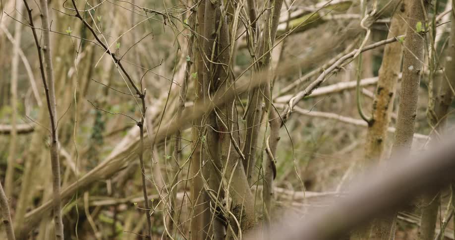 A dense thicket of thin bare branches and tree trunks in a natural setting creating a tangled appearance